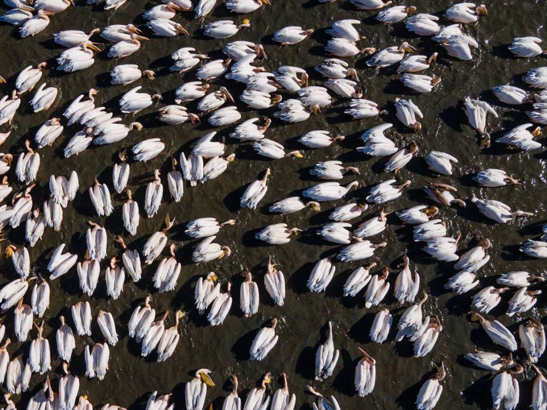 Konya’nın tektonik gölü Afrika’dan gelen misafirlerini ağırlıyor 4